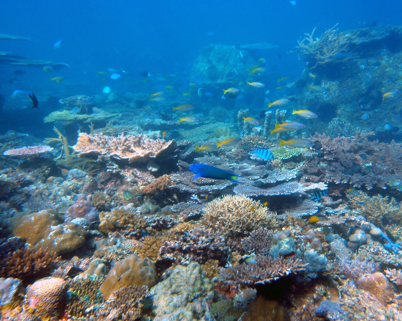 A restored reef off Kota Kinabalu, Borneo with a mix of concrete Reef Balls, an artificial reef structure, and a variety of out-planted natural corals. 